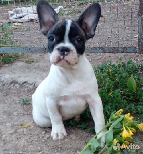 Французские булочки