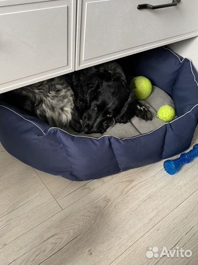 Лежанка для собак новая