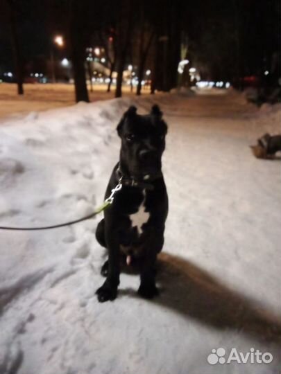 Мальчик кане корсо ищет девочку для вязки