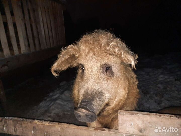 Поросята венгерской пуховой мангалицы