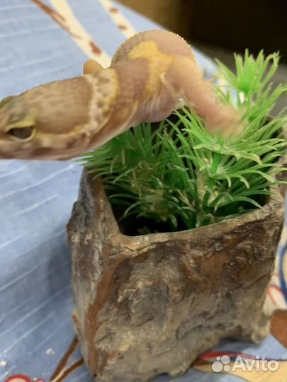 Ящерица эублефар