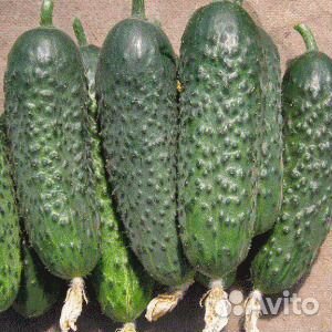 Семена огурцов св 4097