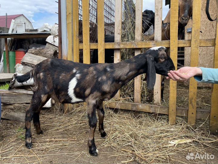 Англо нубийские козы