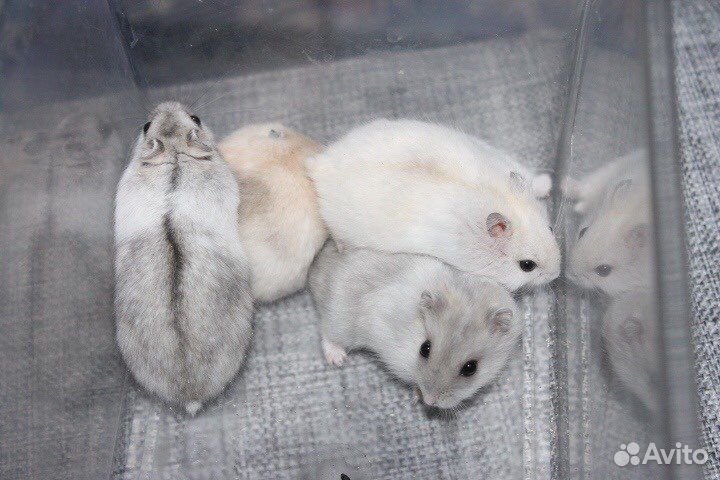 Джунгарские хомячки разных окрасов