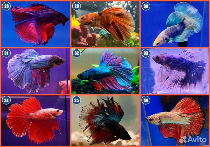 Рыбка петушок самцы