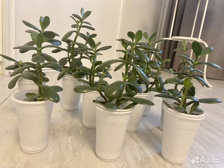 Толстянка,крассула,денежное дерево