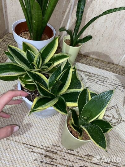 Сансевиерия ханни крео и ханни маргината