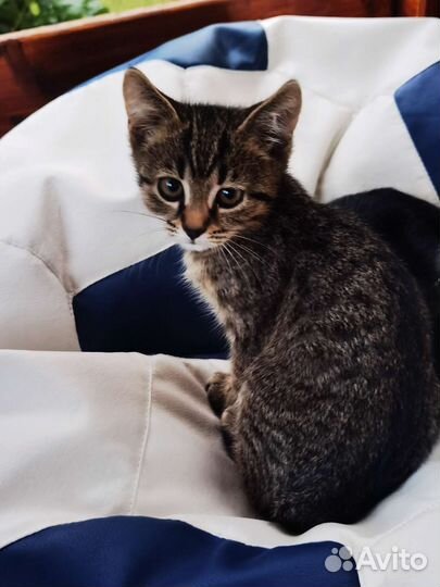 Котёнок