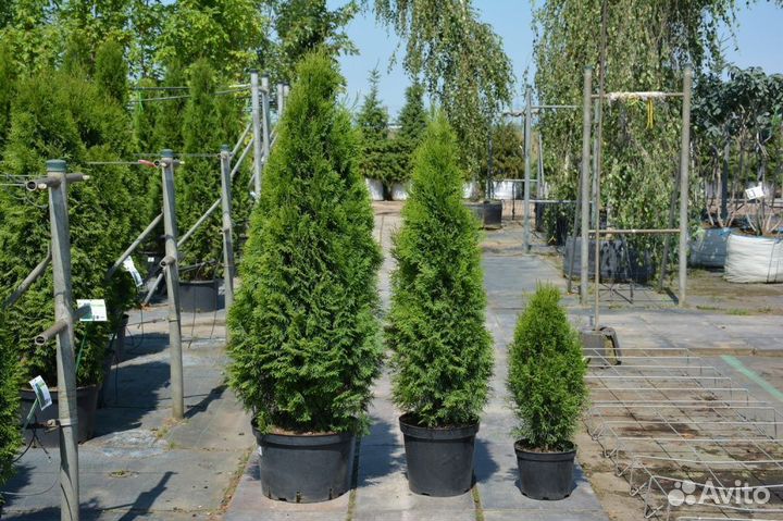 Туя Смарагд с экспресс доставкой