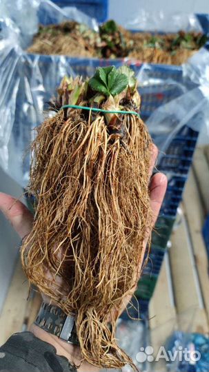 Рассада клубники фриго