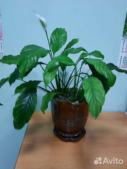 Спатифиллум