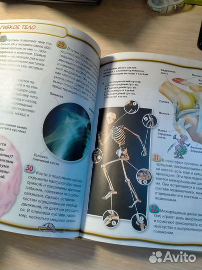 Энциклопедия тело человека