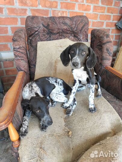 Щенки курцхаара