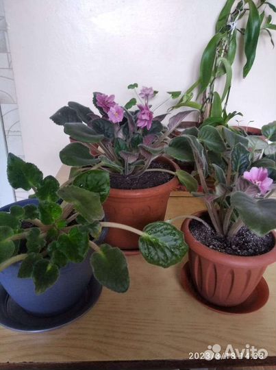 Фикус Бенджамина и фиалки