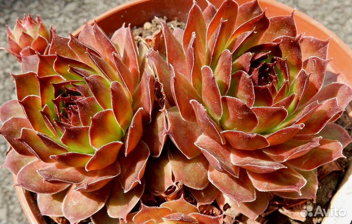 Молодило (Sempervivum) -2