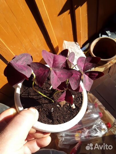 Оксалисы разные