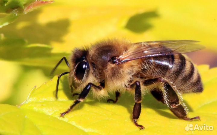 Продам пчелосемьи