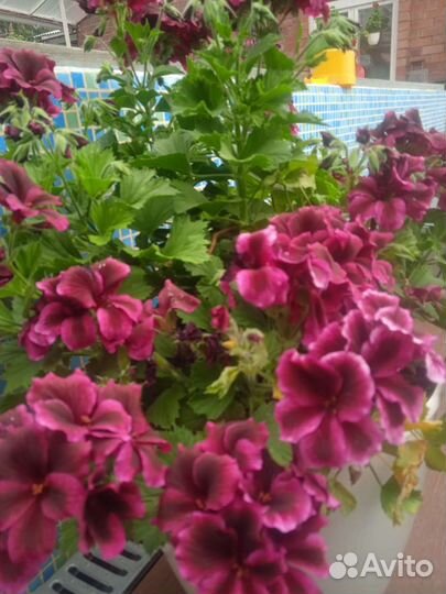 Пеларгония королевская(герань)