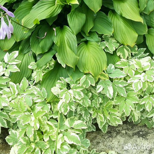 Сныть пестролистная