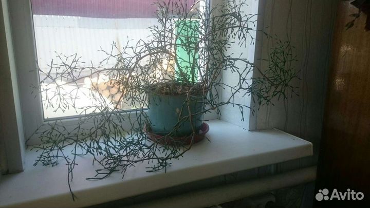 Продам хатиору