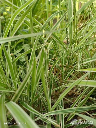 Цветы для сада