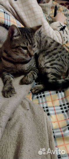 Кот.по имени Стёпа