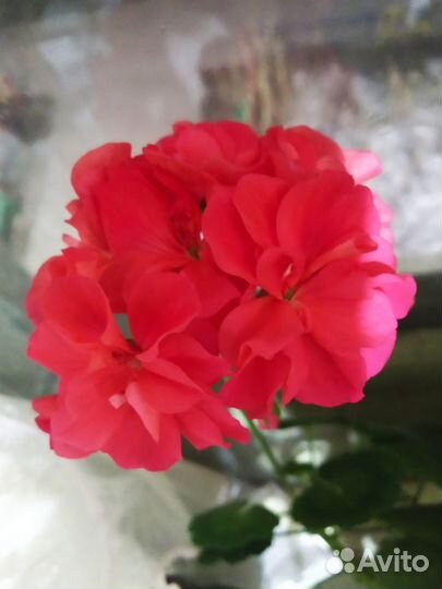 Герани и пеларгонии черенки