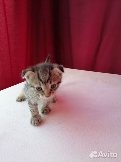 Шотландские вислоухие котята