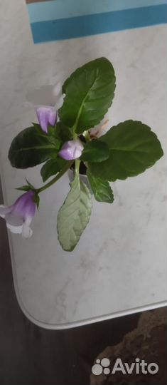 Глоксиния цветущая