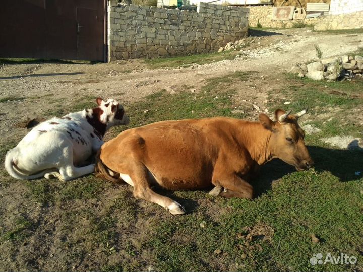 Корова с бычком