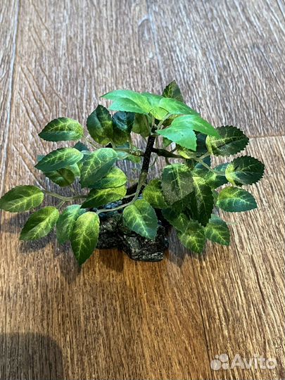 Деревце бансай в камне ширина 6см высота 12см