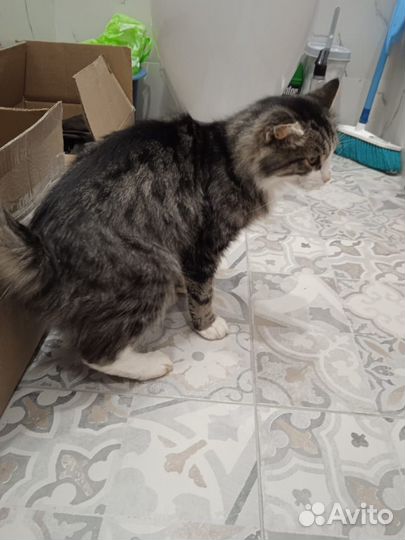 Отдам кота в добрые руки