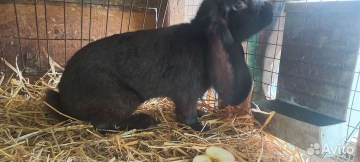 Французкий баран