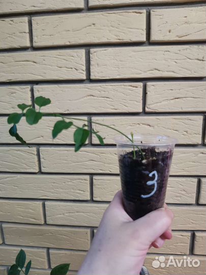 Жасмин многоцветковый