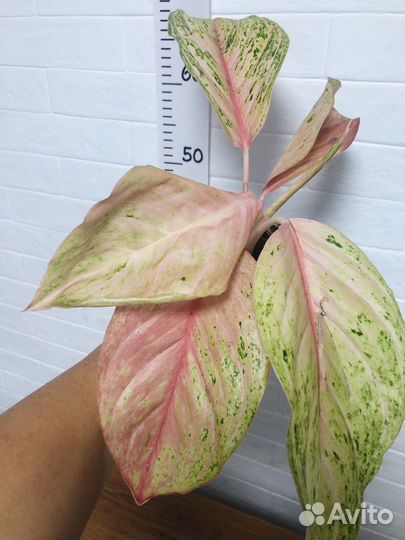 Аглаонема бидадари