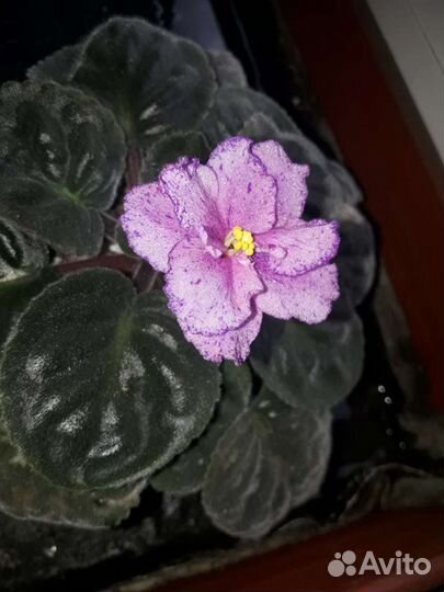 Фиалки продаю