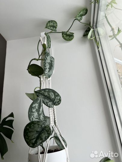 Сциндапсусы, эпипремнумы