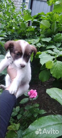 Собака в добрые руки отдам бесплатно