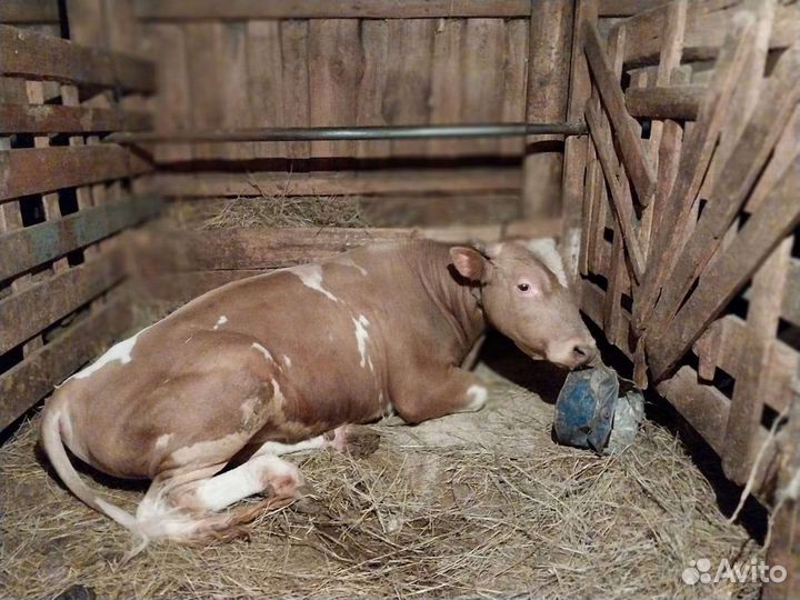 Быки на племя