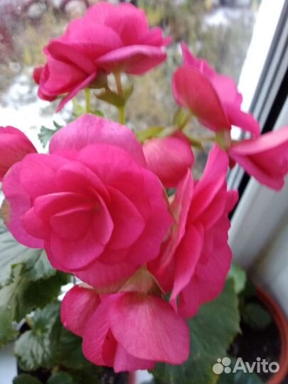 Бегония элатиор