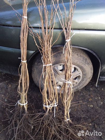 Чернозем великолепный,перегной,доставка,от мешка