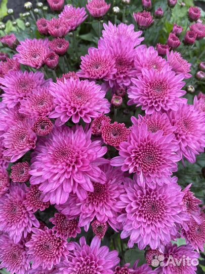 Хризантама Мультифлора