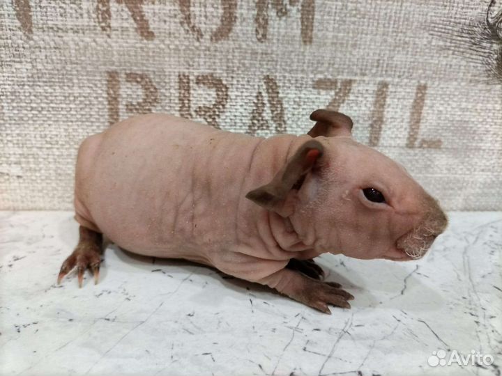 Морская свинка Скинни Калифорния