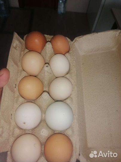 Яйца на инкубацию