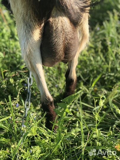 Козы дойные молочные и маленькая козочка