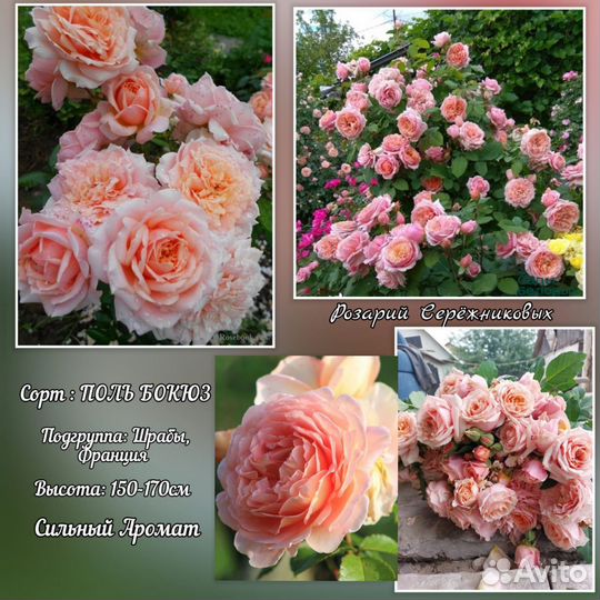 Розы кустовые Саженцы роз зкс шрабы