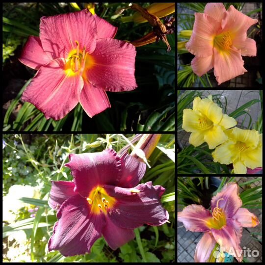 Садовые растения