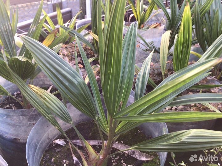 Молодые пальмы трахикарпус форчуна