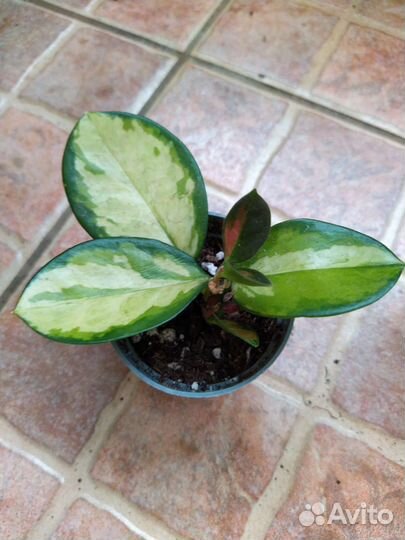 Хойя Аустралис Триколор Лиза