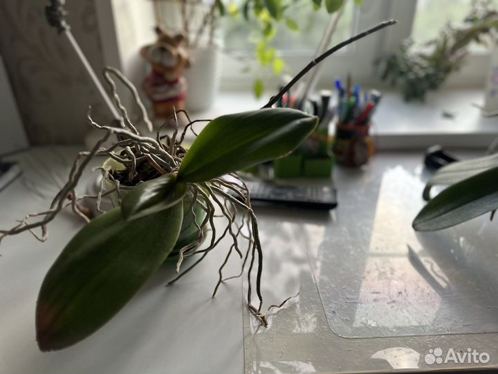 Орхидея фаленопсис